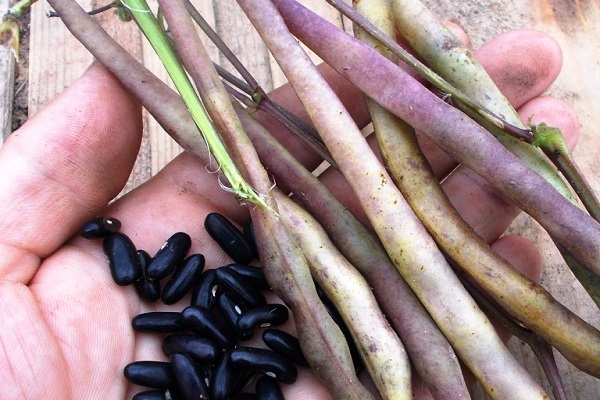 kacang hitam