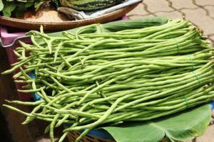 Description of the Vigna beans variety, cultivation features and yield