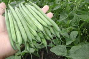 Types et description des variétés de haricots, caractéristiques de culture