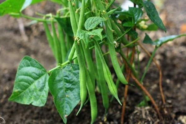 un almacén de oligoelementos