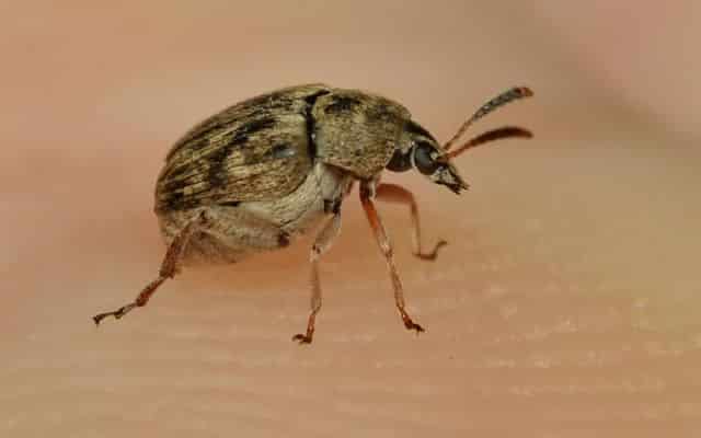 Bean weevil