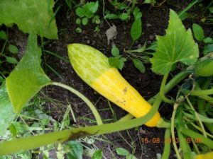 Las razones por las que el calabacín se pone amarillo y se marchita en campo abierto y qué hacer