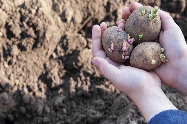 orden de rotación de cultivos