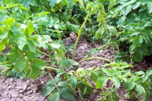 Description, causes and treatment of fusarium potato, control measures