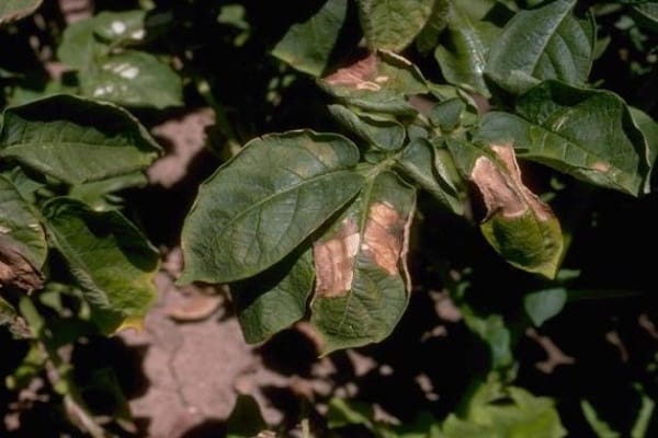 rolling leaves