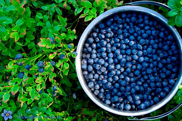 blueberries in a basket