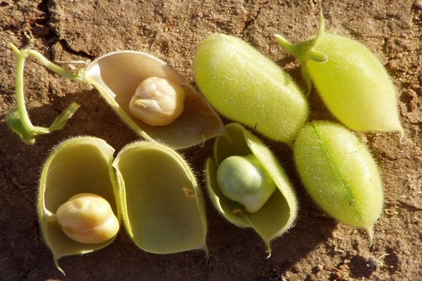 quantité de légume