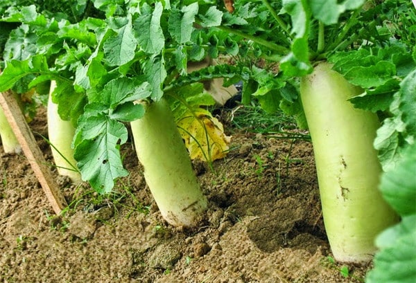 koleksi daikon