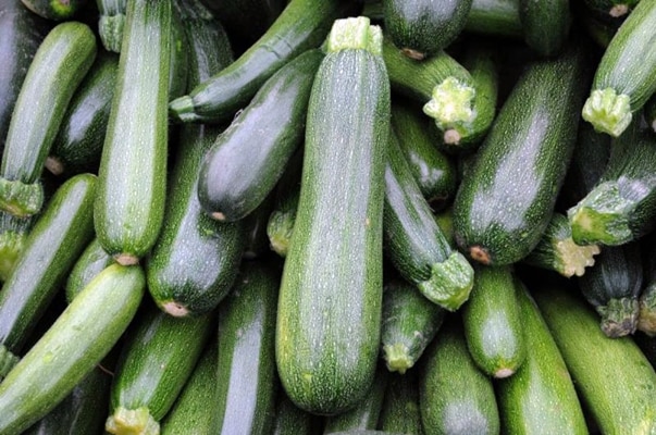 Récolte de courgettes