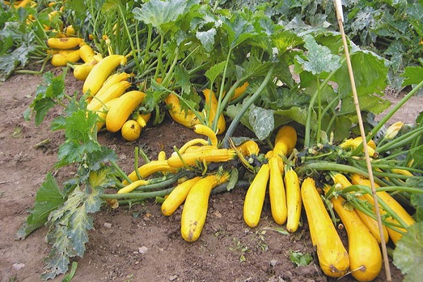 courgettes ordinaires