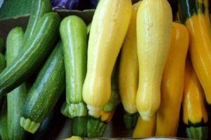 Description des variétés de courgettes, leur culture, plantation et entretien