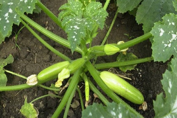  courgettes ordinaires