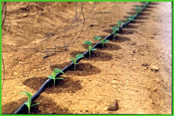 irrigation goutte à goutte