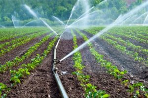 À quelle fréquence et correctement arroser les courgettes en plein champ