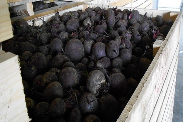 stockage dans la cave