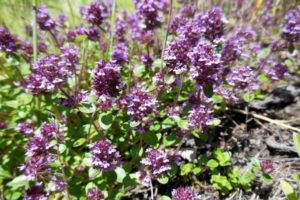 How to properly grow and care for thyme (thyme) at home in a pot