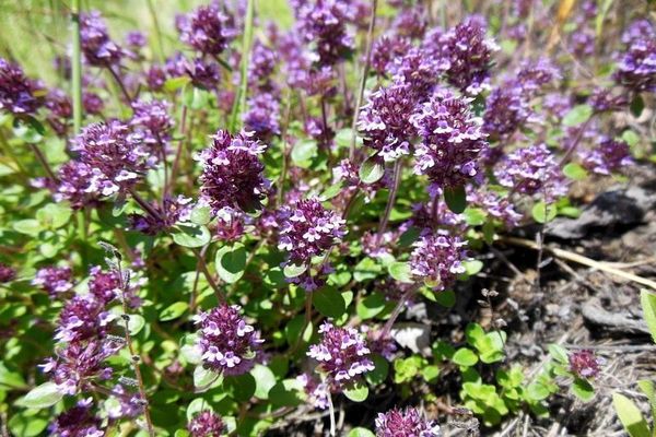 thyme di padang rumput