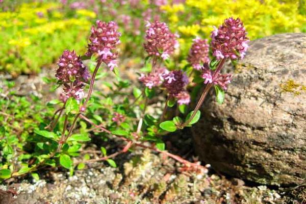 thyme near stones