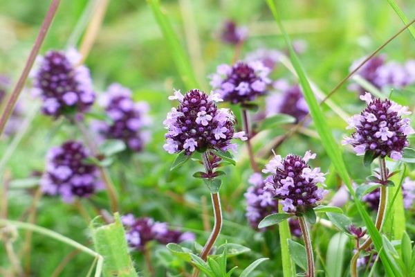 flores de tomillo