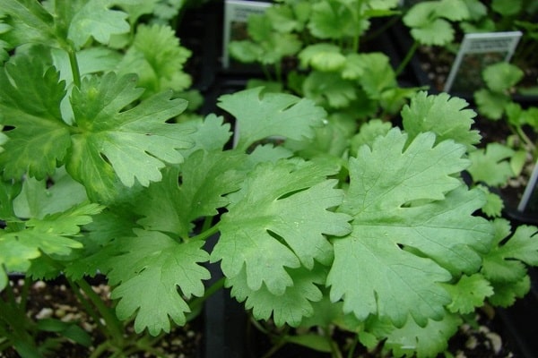 verduras para platos