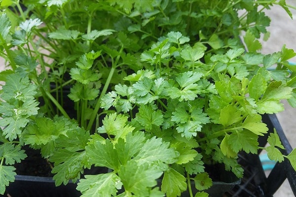 shooting coriander