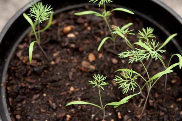 growing dill