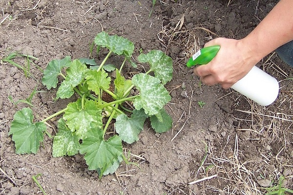 el comienzo de la floración