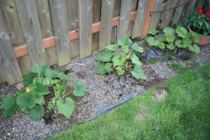 How to properly grow and care for zucchini in the open field