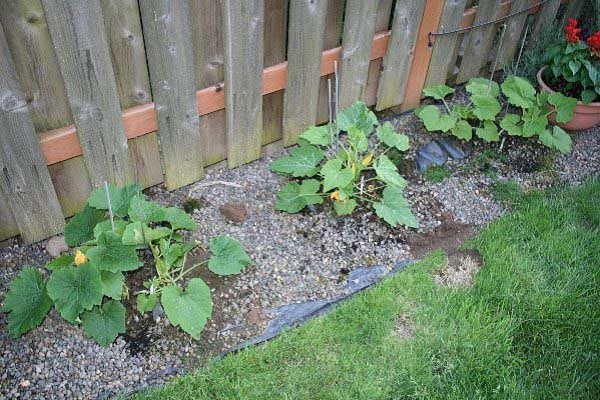 growing squash