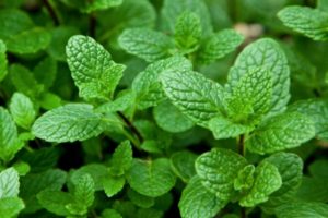 How to properly propagate mint by seeds and root layers