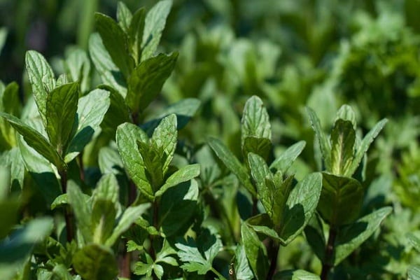 cuttings and leaves