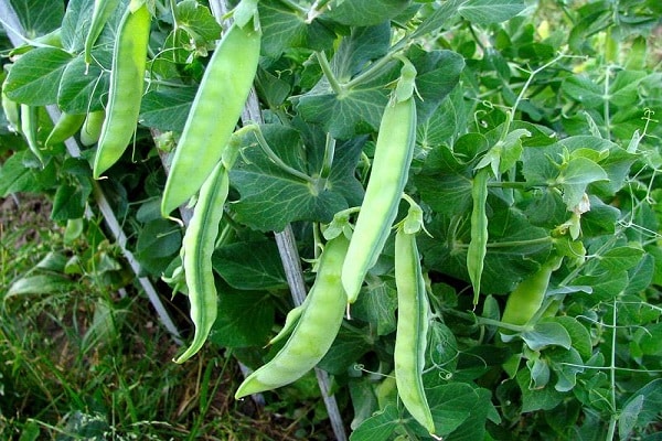 délicieux légume