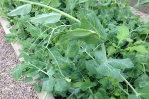 How to properly plant and grow peas indoors and in a greenhouse