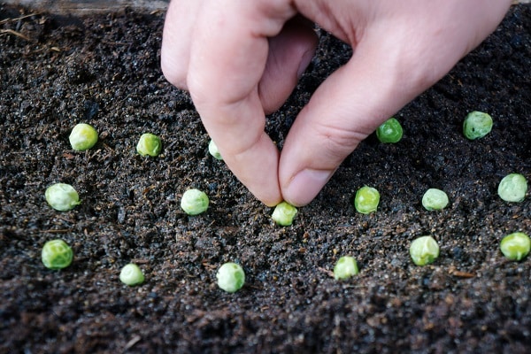 planté dans une serre