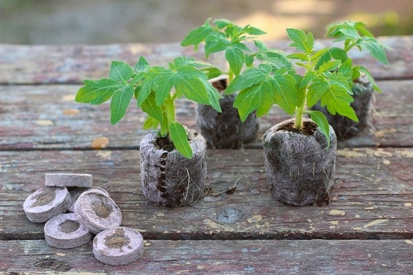 Cómo plantar y cultivar tomates en tabletas de turba.