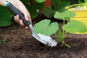 How to grow and care for squash in the open field