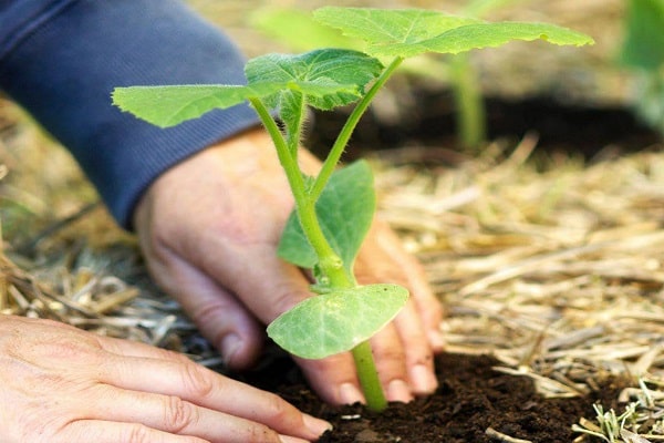 tomber sur les feuilles