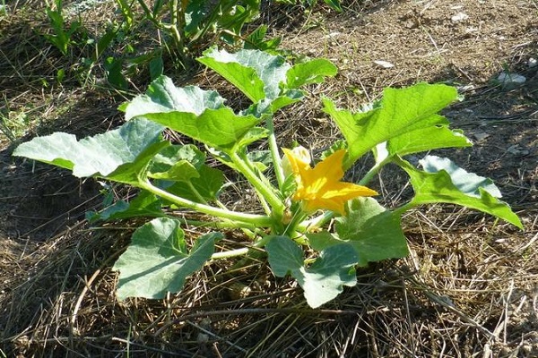 ripening of fruits