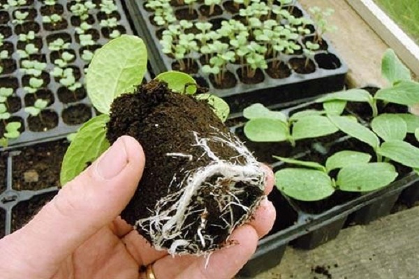 seedling method