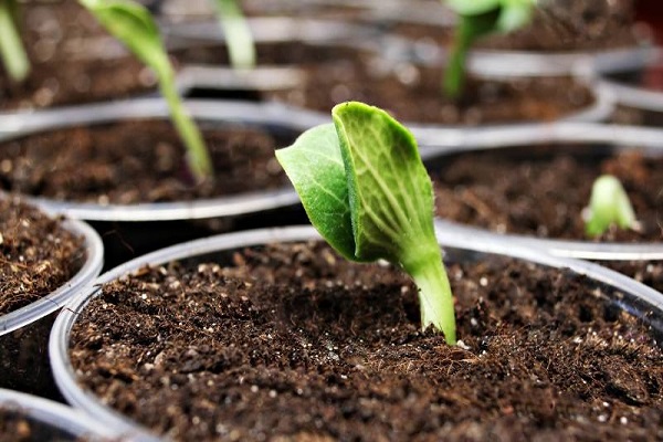 seedlings or seeds