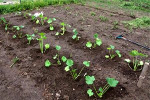 Cómo cultivar y cuidar la calabaza al aire libre