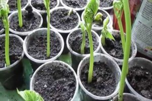 How to properly grow beans at home, step by step for beginners