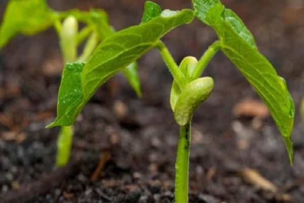 cultivé sur le rebord de la fenêtre