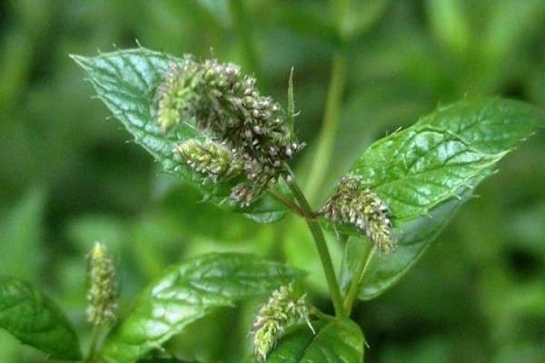 menthe frisée