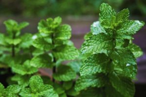 Cómo plantar, cultivar y cuidar la menta a partir de semillas en campo abierto en el país.