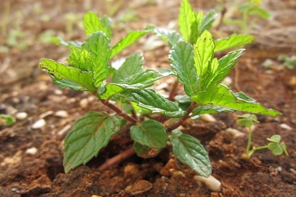 plantes de jardin