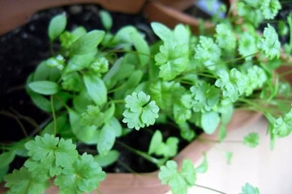 seed parsley