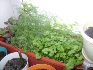 Cómo cultivar y cuidar el perejil a partir de semillas en el alféizar de una ventana en invierno