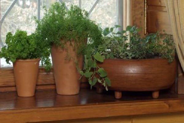 harvest on the windowsill