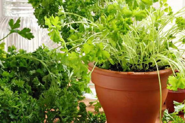 vegetable gardens on the windowsills